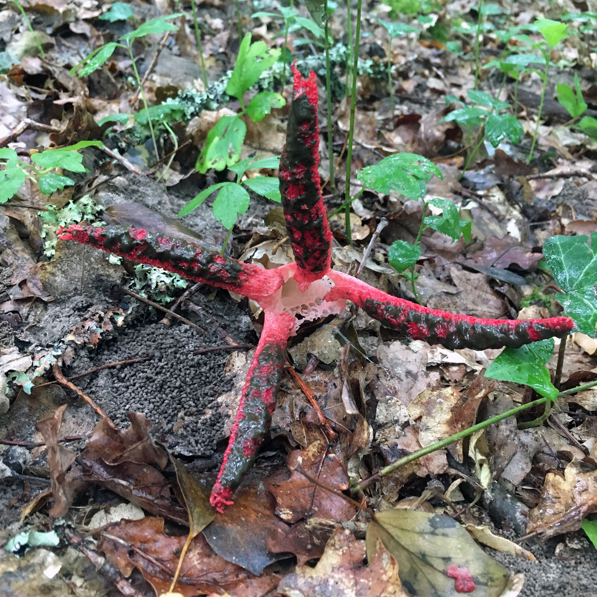 Champigon Clathrus archeri - Clathre d'Archer