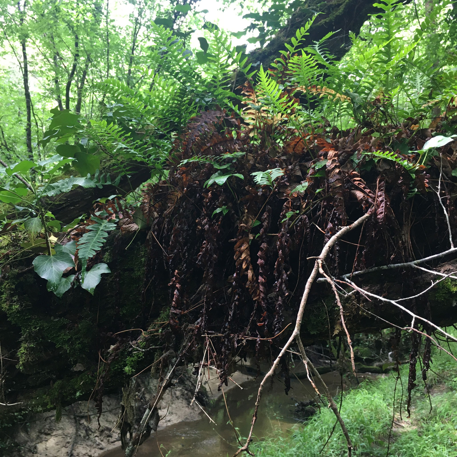Détail - Forêt de la Double