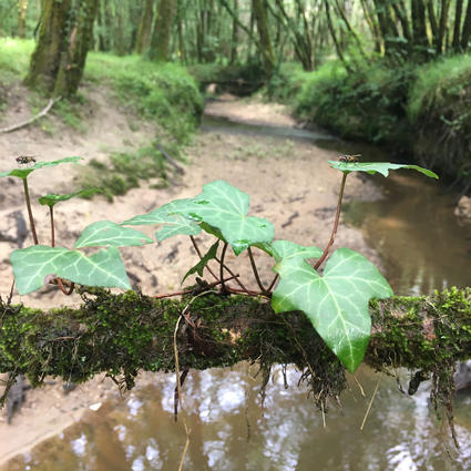 Détail - Forêt de la Double