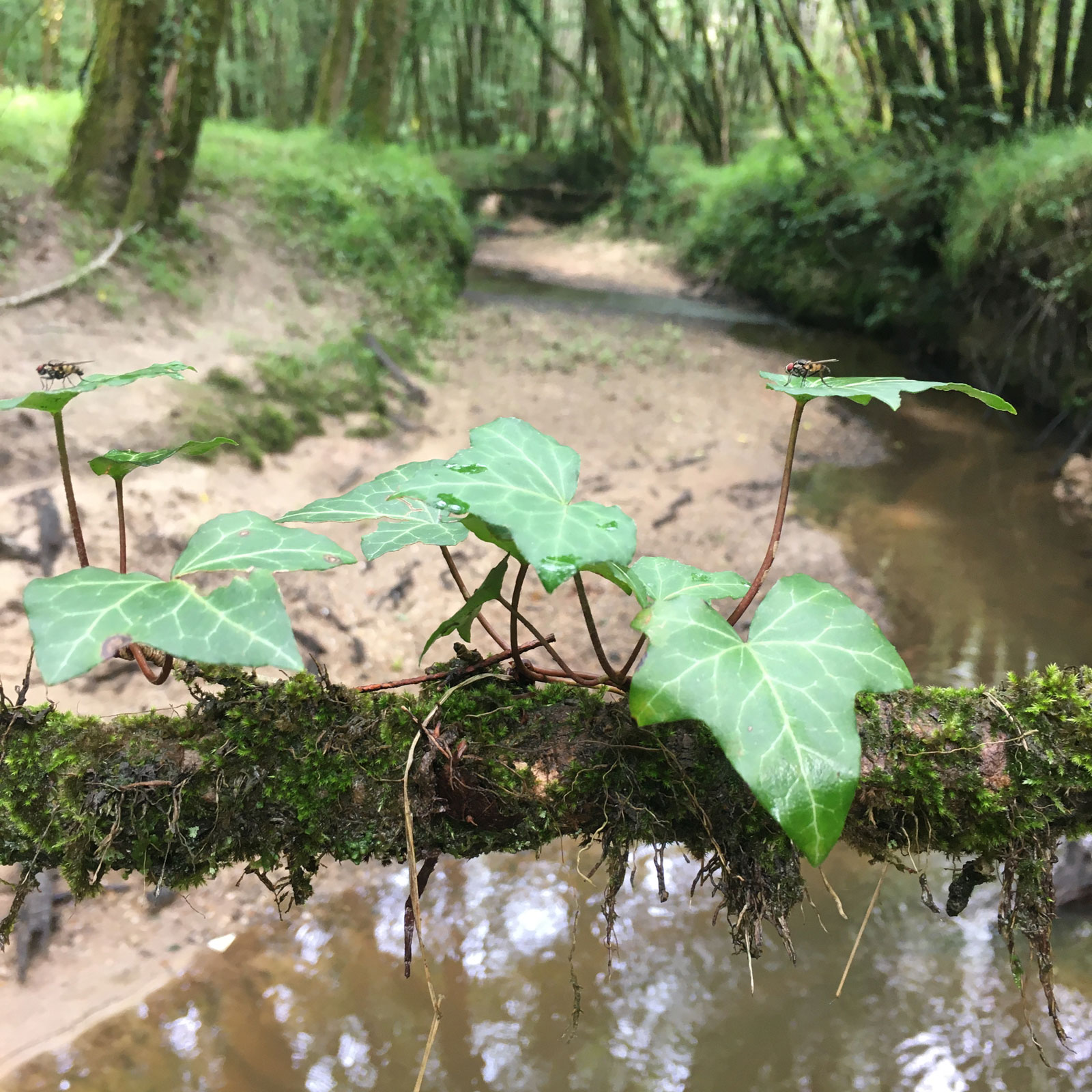 Détail - Forêt de la Double