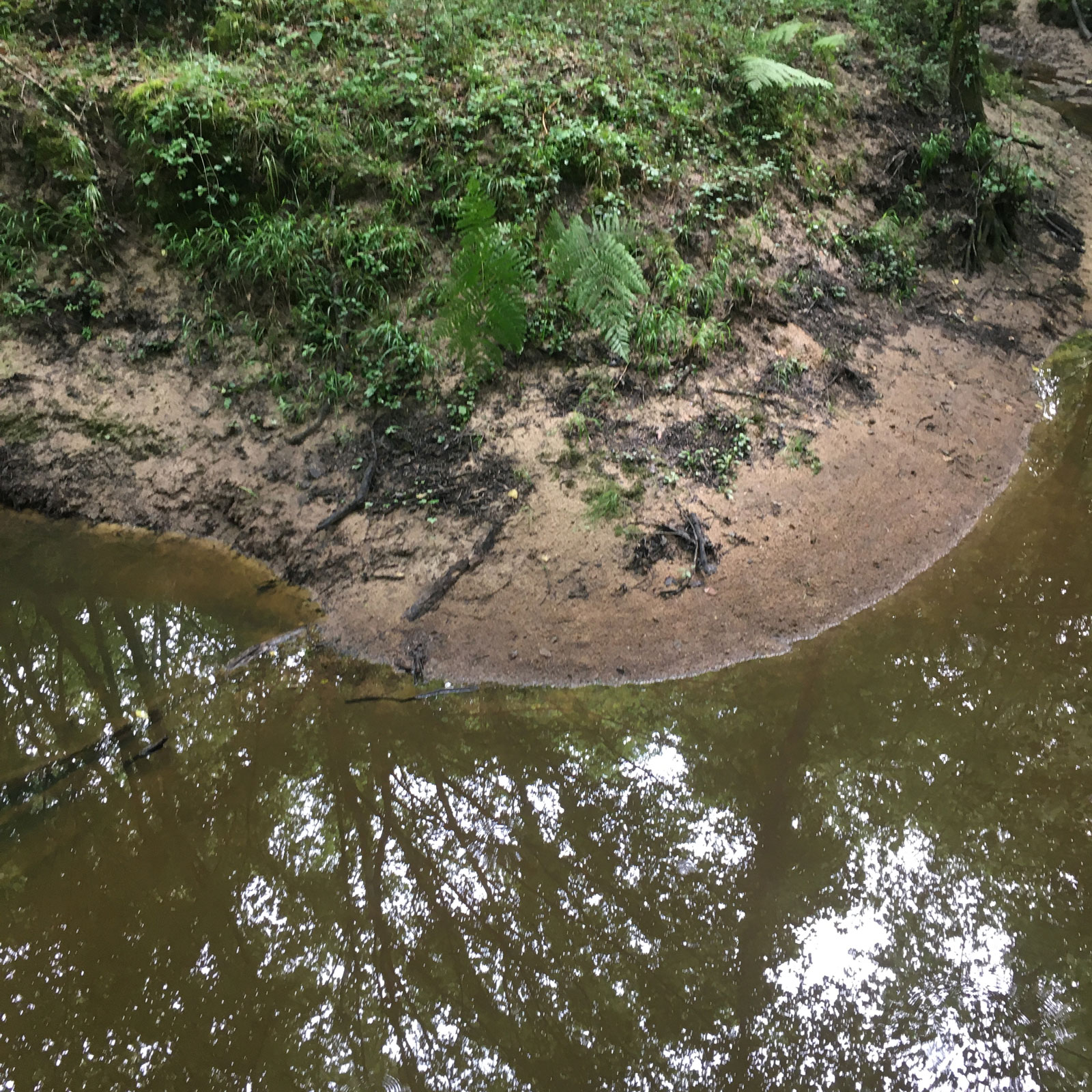 Détail - Forêt de la Double