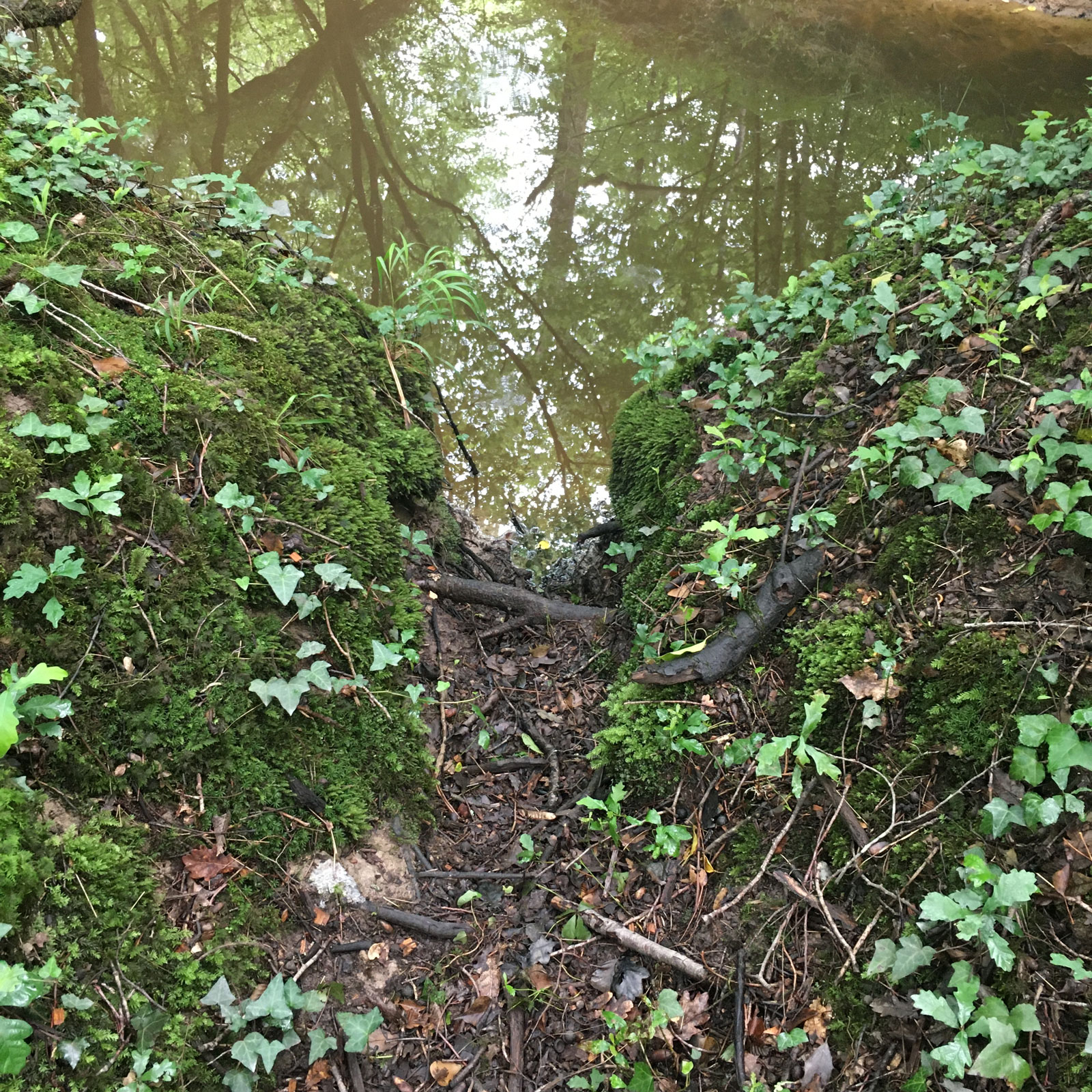 Détail - Forêt de la Double