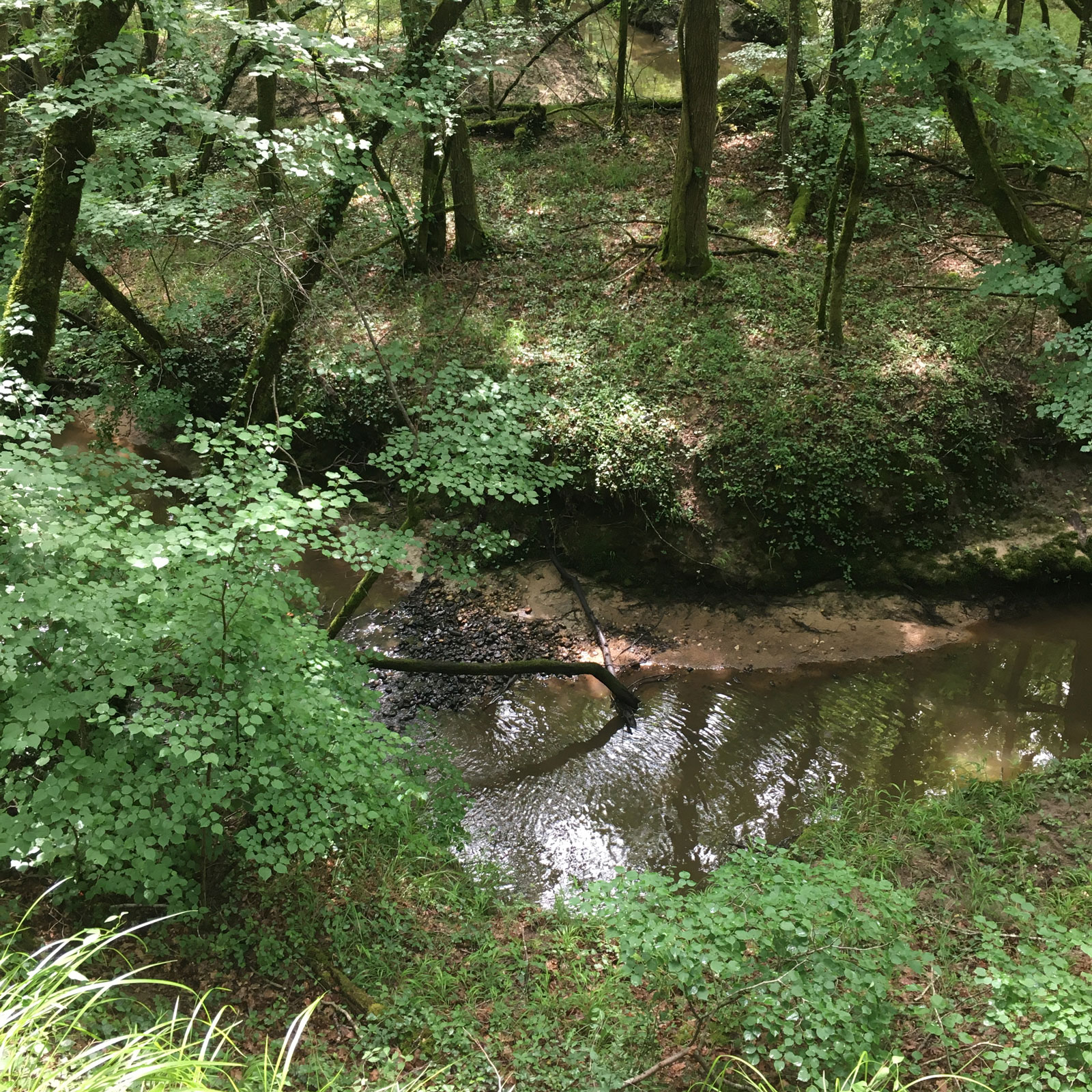 Détail - Forêt de la Double