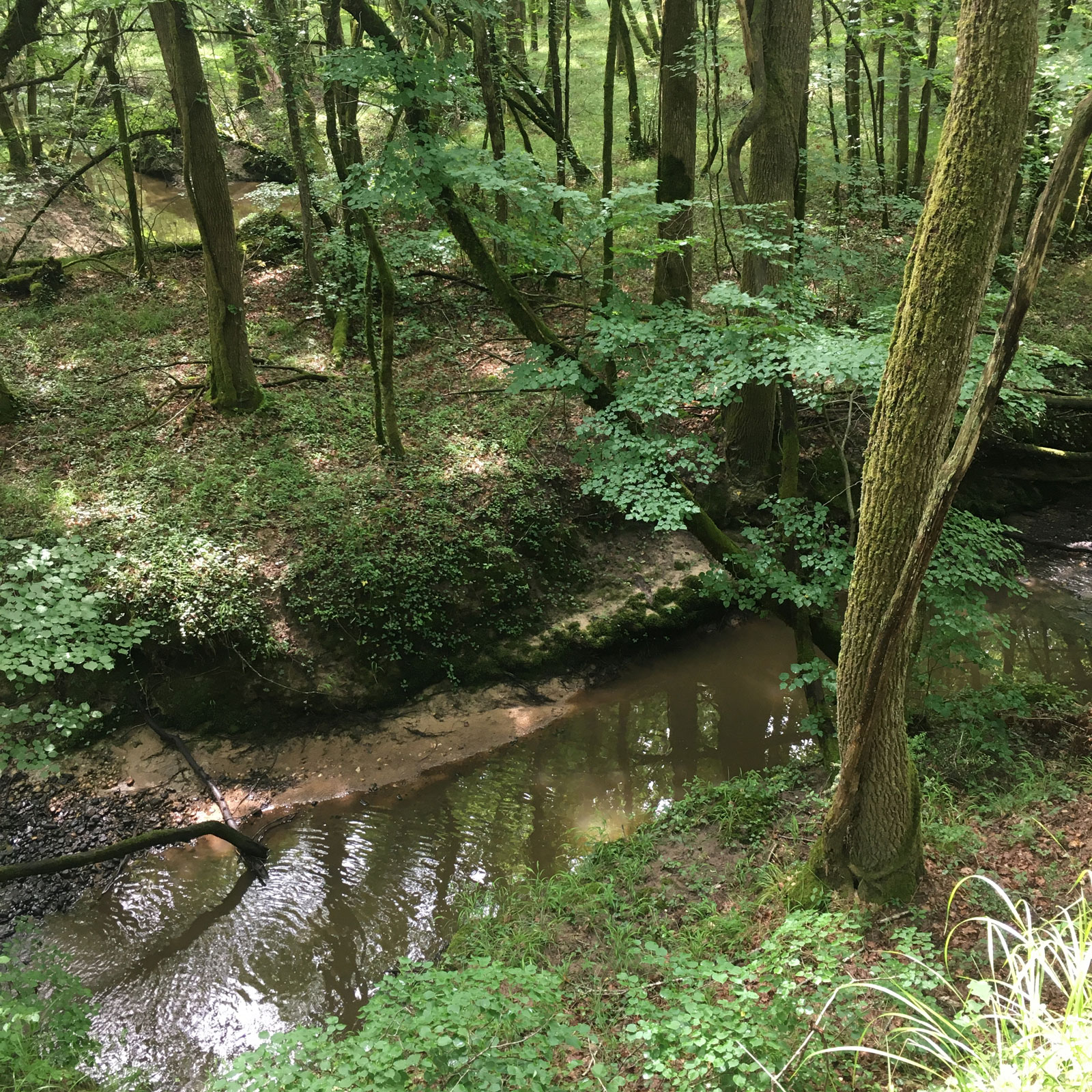Détail - Forêt de la Double