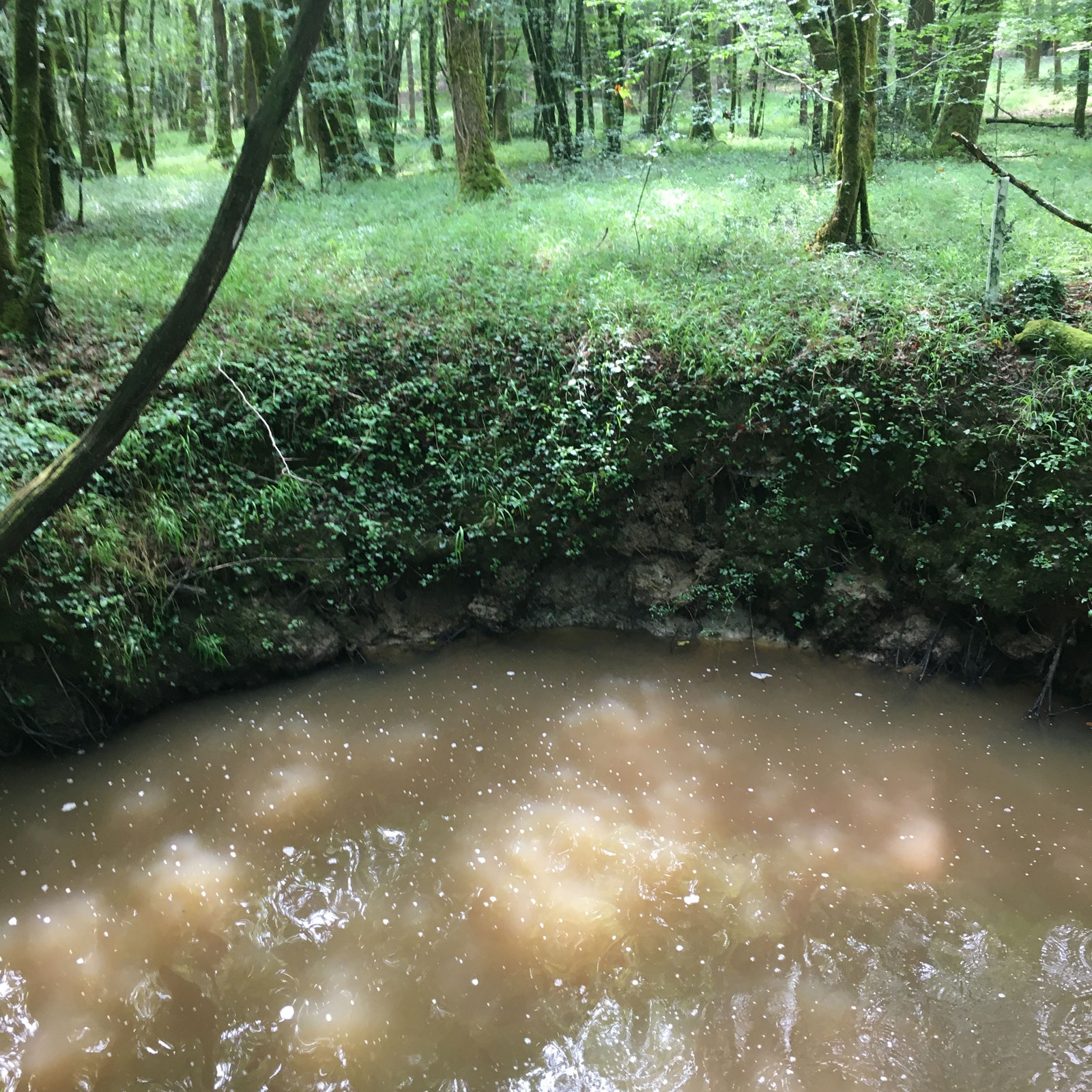 Détail - Forêt de la Double