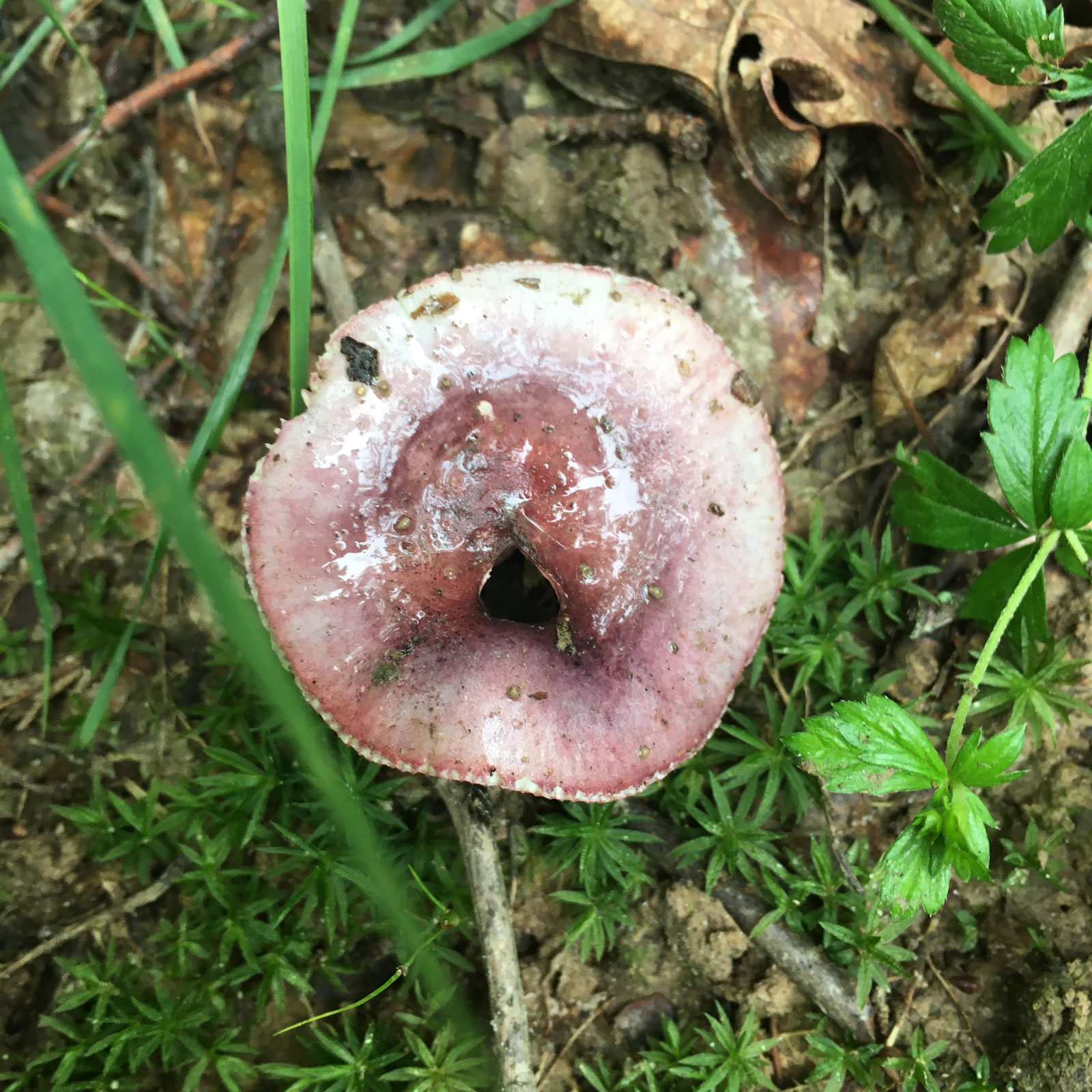 Détail de Champignon