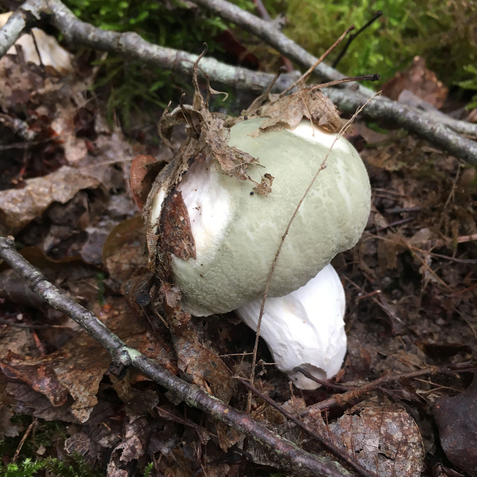 Détail de Champignon - Russule