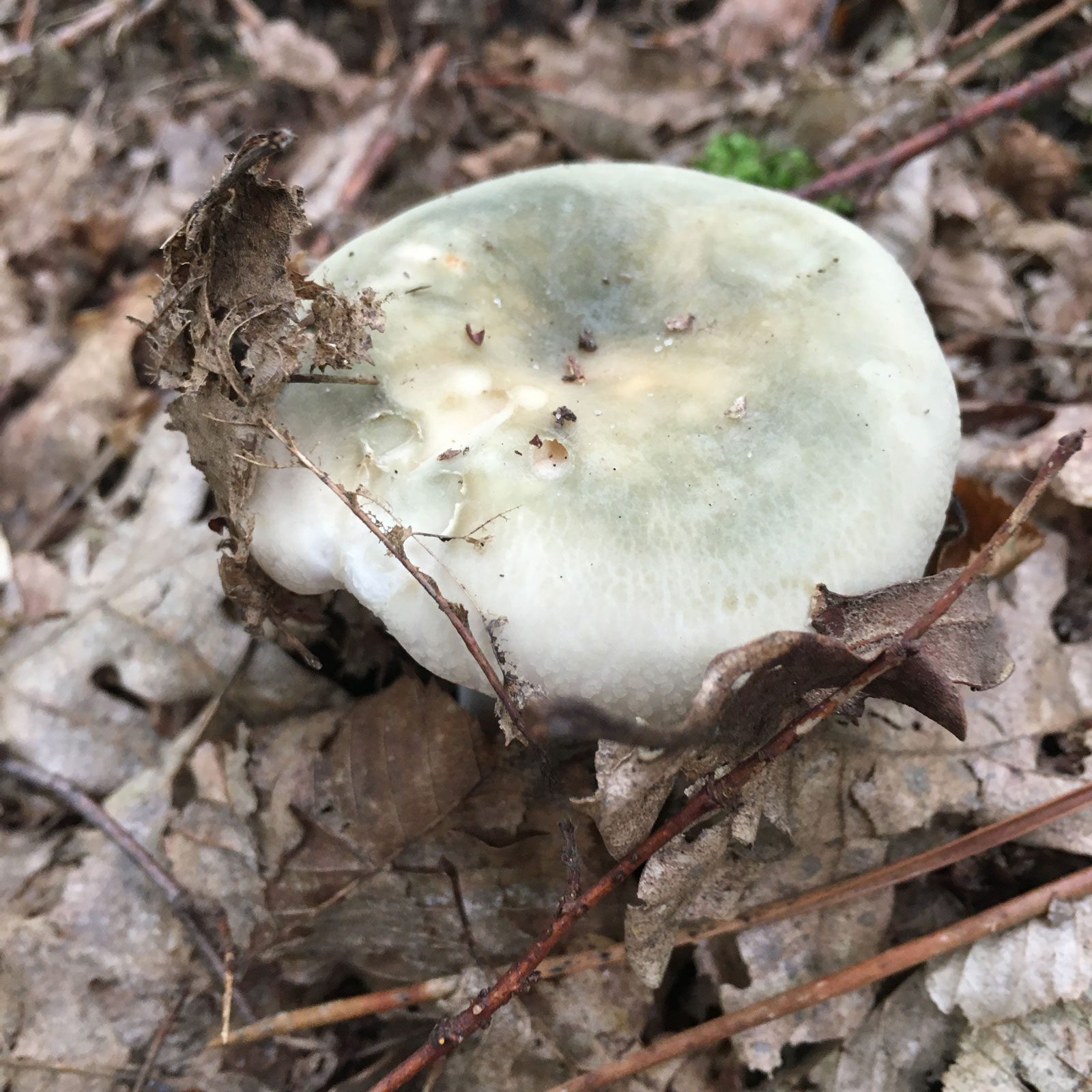 Détail de Champignon - Russule