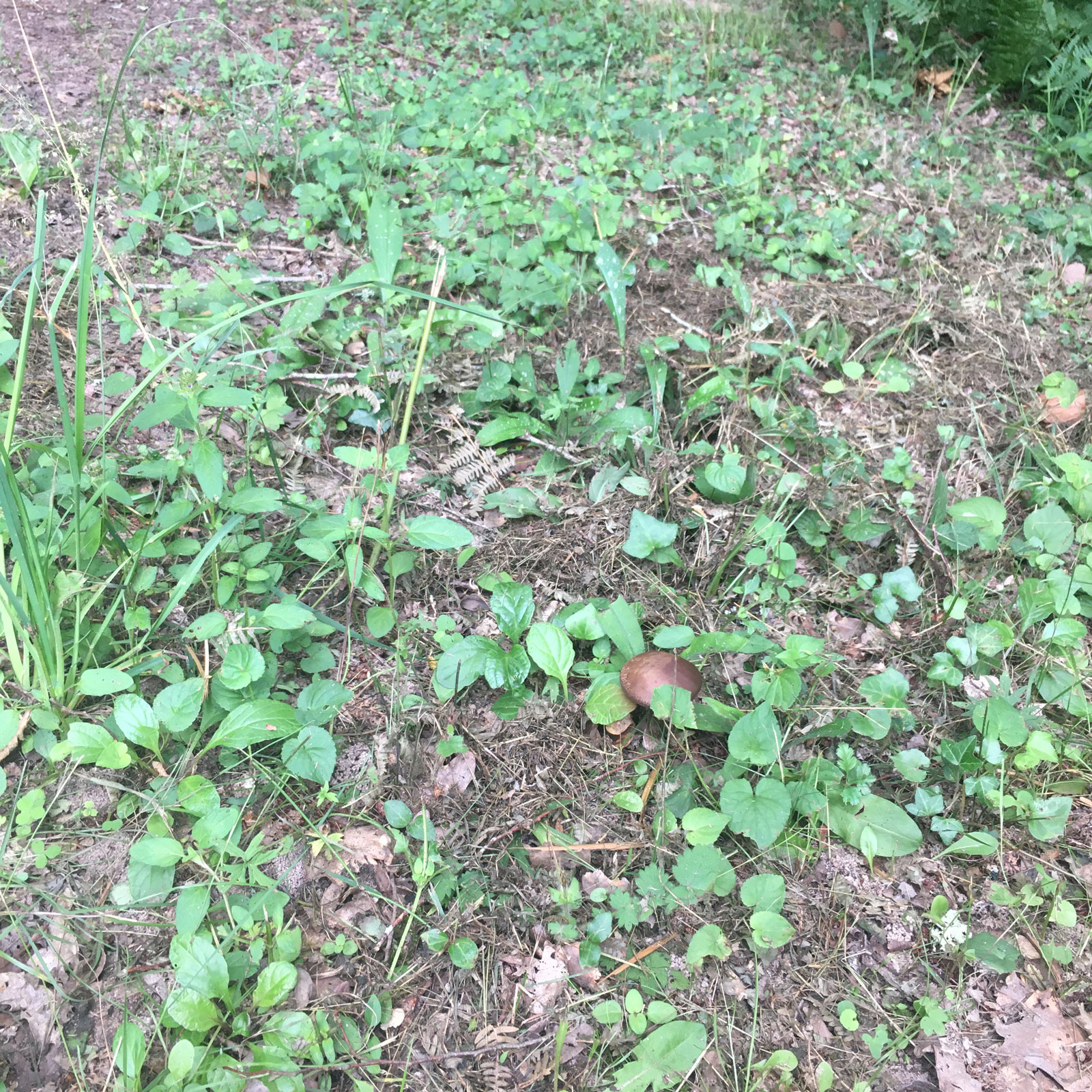 2 petits Cèpes bronzés