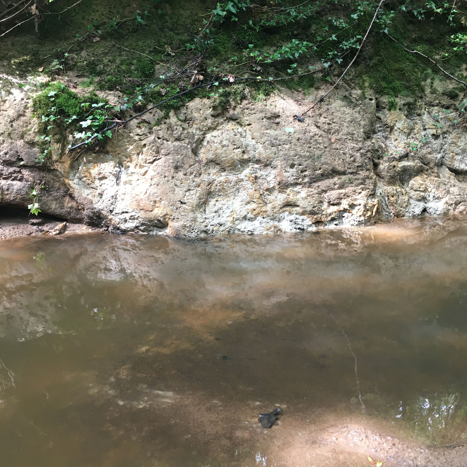 Détail - Forêt de la Double