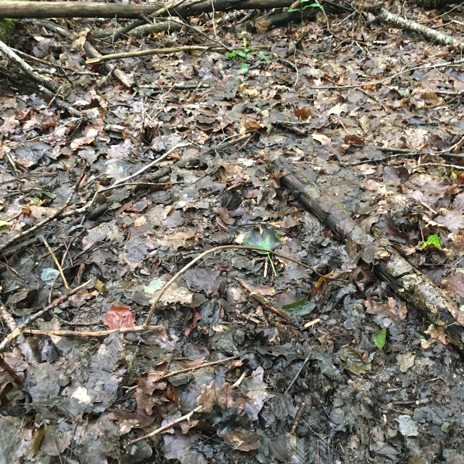 Détail - Forêt de la Double