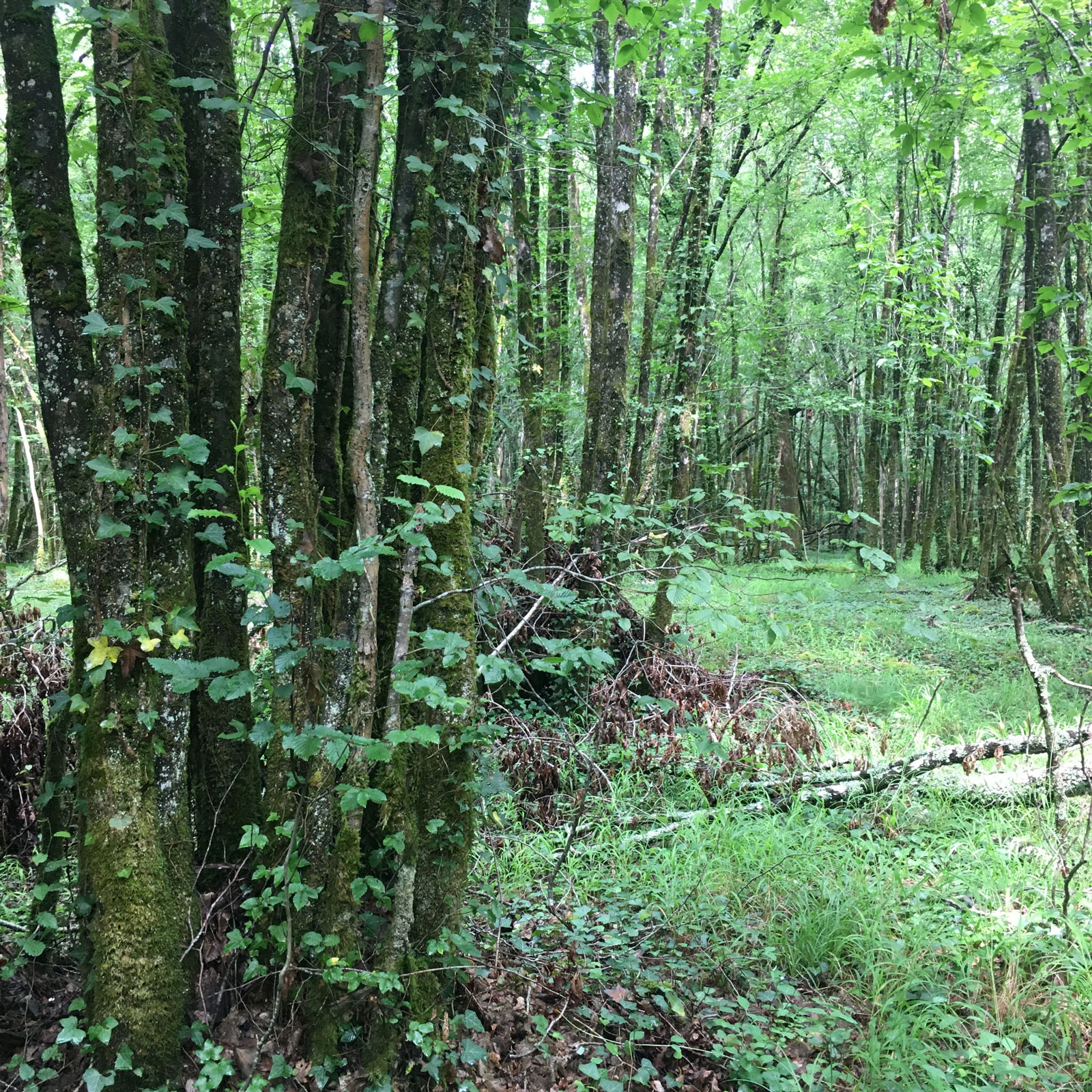 Détail - Forêt de la Double