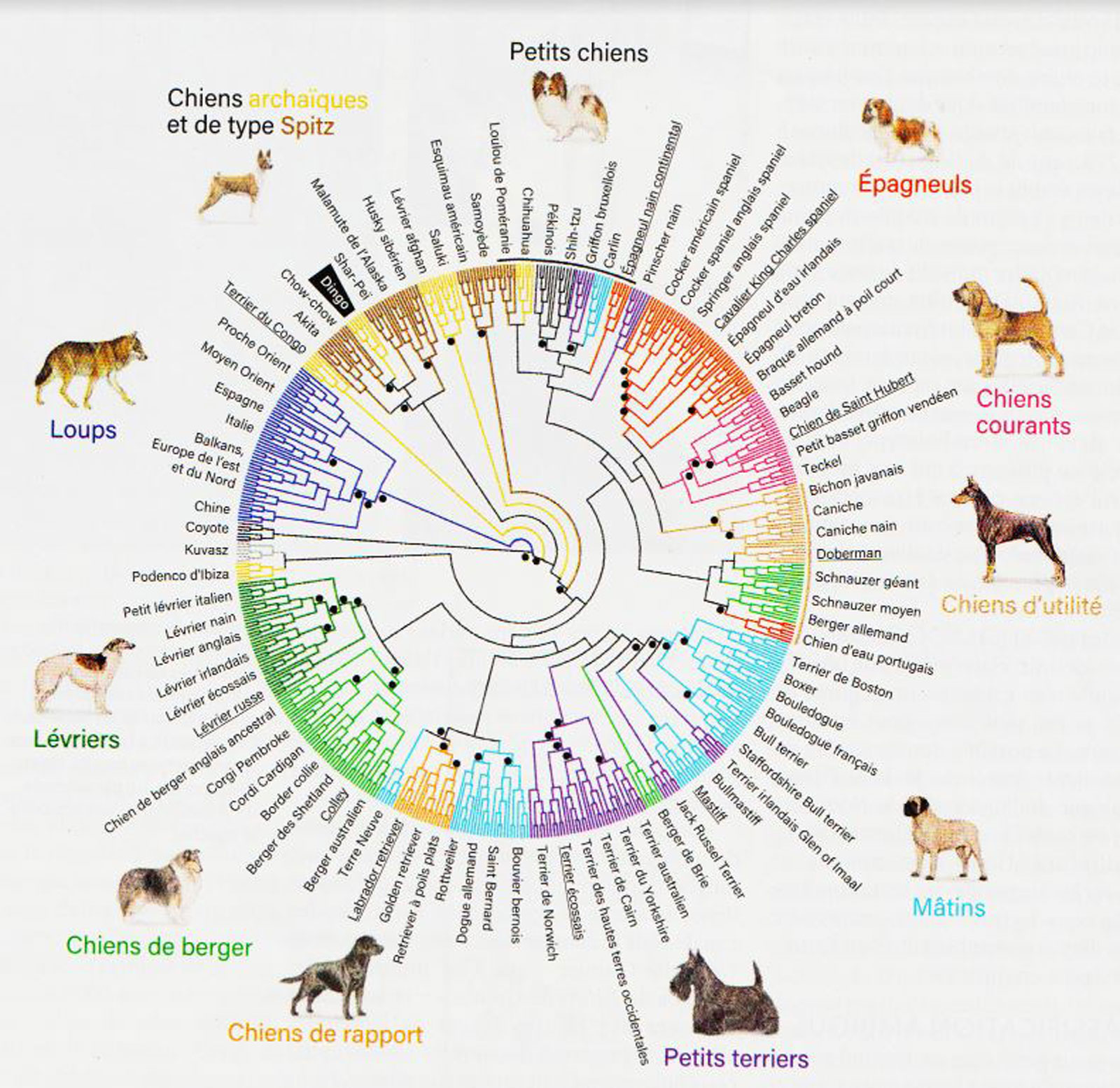 Diagramme de proximité génétique des races de chiens avec le loup